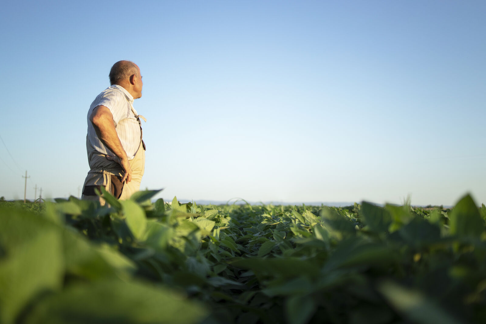 Produtor rural avaliando a lavoura de soja