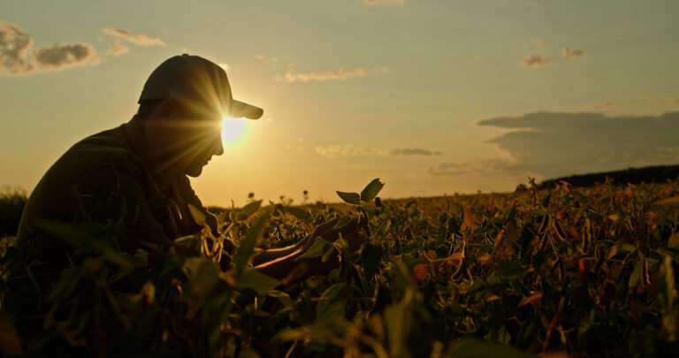 Produtor rural avaliando a lavoura ao pôr do sol